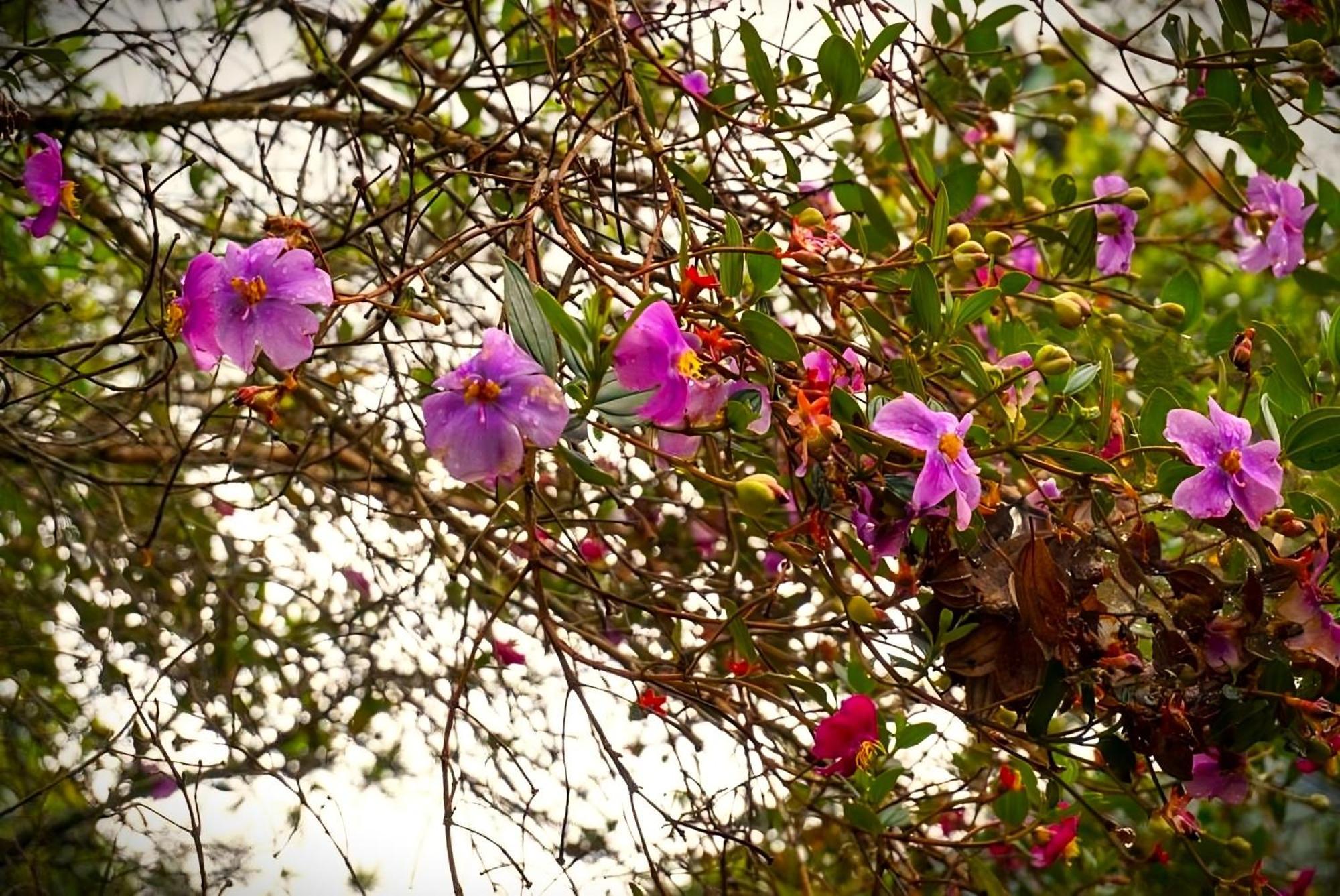 Encanto Minicasitas En Medio De La Naturaleza Santa Elena  Eksteriør bilde